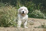 GOLDEN RETRIEVER 625